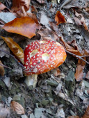 Podzimn Polanice