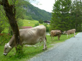 Pillerseetalem na kolech